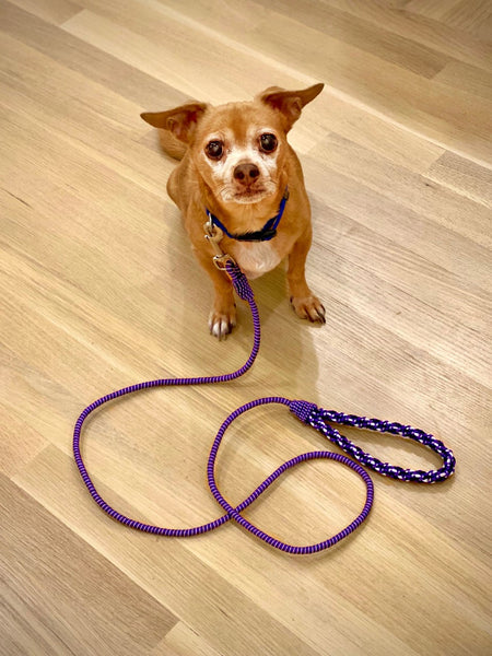 SEQUENCE dog leash- Blue combination SOLD OUT
