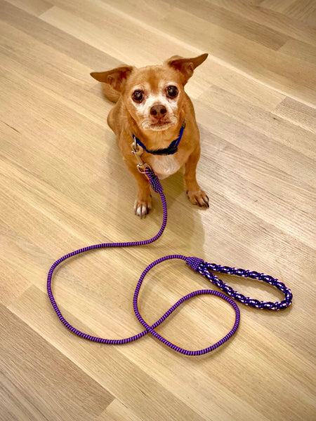 SEQUENCE X WELL BEINGS DOG LEASH SOLD OUT