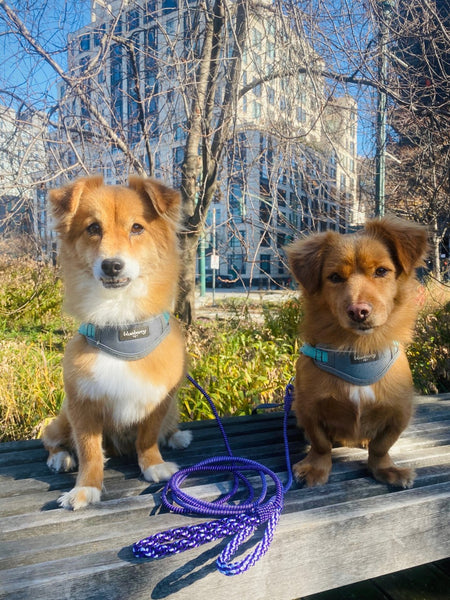 SEQUENCE dog leash- Blue combination SOLD OUT